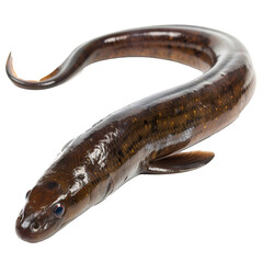A close-up of a brown eel resting on a smooth surface, showcasing its elongated body and shiny scales in natural lighting