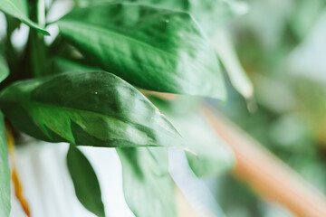 Close up small plant in Pot