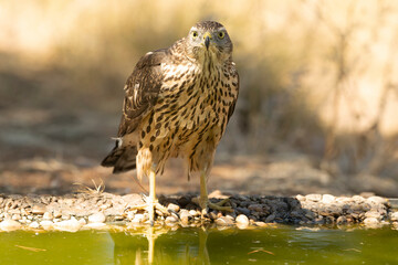 Young male Northern Goshawk at a watering hole in a Mediterranean pine and oak forest in the last light of a summer day