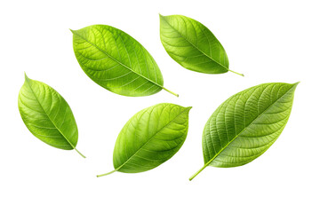 Green leaves isolated on white background