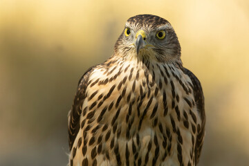 Young male Northern Goshawk at a watering hole in a Mediterranean pine and oak forest in the last light of a summer day