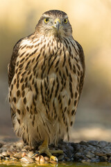 Young male Northern Goshawk at a watering hole in a Mediterranean pine and oak forest in the last light of a summer day