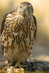 Young male Northern Goshawk at a watering hole in a Mediterranean pine and oak forest in the last light of a summer day