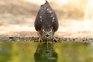 Young male Northern Goshawk at a watering hole in a Mediterranean pine and oak forest in the last light of a summer day