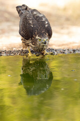 Young male Northern Goshawk at a watering hole in a Mediterranean pine and oak forest in the last light of a summer day
