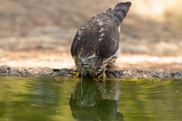 Young male Northern Goshawk at a watering hole in a Mediterranean pine and oak forest in the last light of a summer day
