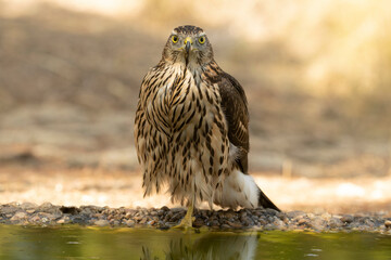 Young male Northern Goshawk at a watering hole in a Mediterranean pine and oak forest in the last...