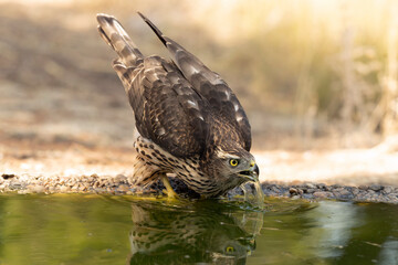 Young male Northern Goshawk at a watering hole in a Mediterranean pine and oak forest in the last light of a summer day