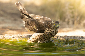 Young male Northern Goshawk at a watering hole in a Mediterranean pine and oak forest in the last light of a summer day