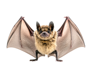 a bat with wings spread