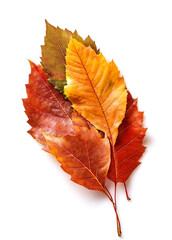 Fototapeta premium Autumn leaves isolated on white background