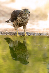 Young male Northern Goshawk at a watering hole in a Mediterranean pine and oak forest in the last light of a summer day