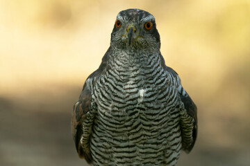 Adult female Northern Goshawk in a Mediterranean pine and oak forest in the last light of a summer day