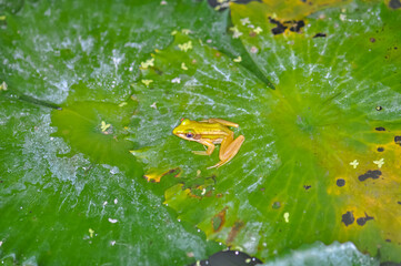 A frog sits on a water lily leaf
