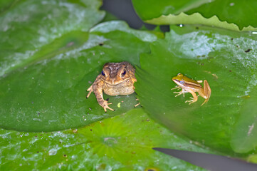 A frog sits on a water lily leaf