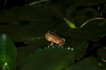 A frog sits on a water lily leaf
