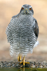 Adult female Northern Goshawk in a Mediterranean pine and oak forest in the last light of a summer day