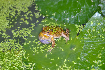 A frog sits on a water lily leaf