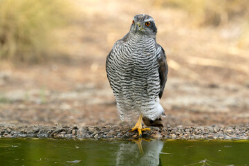 Adult female Northern goshawk at a watering hole in a Mediterranean pine and oak forest in the last light of a hot summer day