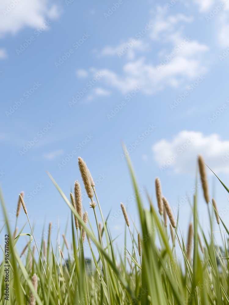 Wall mural Tall blades of grass reaching towards a bright blue sky.