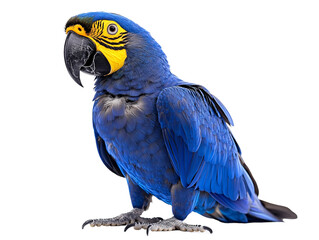 Obraz premium a blue parrot with a yellow head