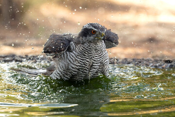 Adult female Northern goshawk drinking and bathing at a water point in a Mediterranean pine and oak forest in the last light of a summer day