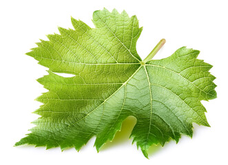 Fresh young vine leaf isolated on white background