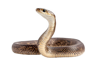 Fototapeta premium a snake with its head up