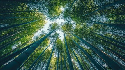 Dense bamboo forest with tall stalks reaching up toward the sky, captured from below to create a powerful sense of height and scale