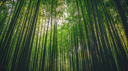 Fototapeta premium Dense bamboo grove with tall, swaying green trees, their thin leaves rustling softly as a breeze passes through the forest
