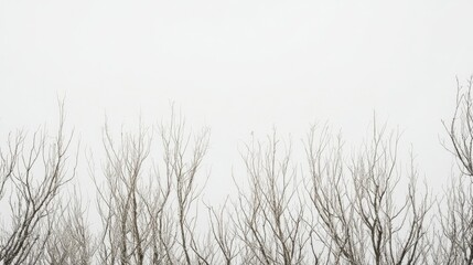 Dense grouping of bare tree branches stretching against a pale gray sky, creating a haunting natural scene