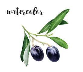 Hand-Painted Watercolor Black Olive Branch Botanical Illustration