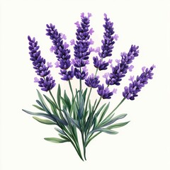 Naklejka premium Vibrant Purple Lavender Flowers Blooming in a Natural Setting