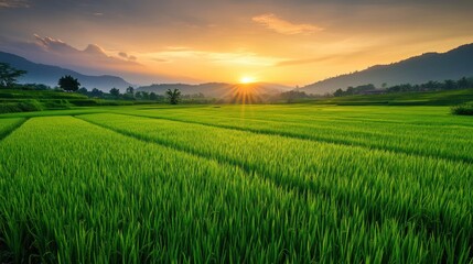 Obraz premium A stunning golden sunrise over a lush green rice field with mist rolling in, creating a serene and tranquil atmosphere.