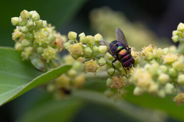 Macro shot of a hairy maggot blow fly