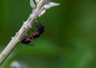 Macro shot of an ant on a flower