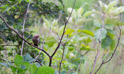 A yellow billed babbler bird sitting on a branch of a tree