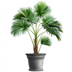 vector graphic of a potted ruffled fan palm plant