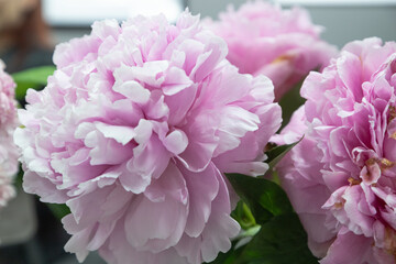 beautiful pink peony Myra McRae  flower. Closeup. Blurred background