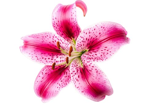 a pink and white flower