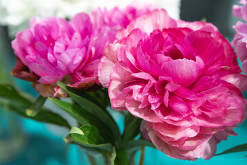 Obraz premium beautiful pink peony Rose heart flower. Closeup. Blurred background