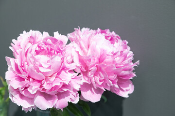 beautiful pink peony Premiera flower. Closeup. Blurred background