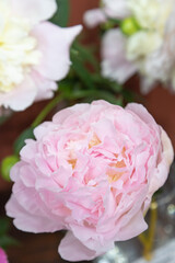 beautiful pink peony Albert Crousse flower. Closeup. Blurred background © zgurski1980