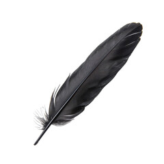 Fototapeta premium Black feather on a transparent background showcasing intricate details and textures highlighting its natural beauty and elegance