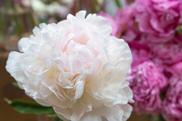 beautiful pink peony Marilla Beauty flower. Closeup. Blurred background