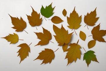 Collection of Dry Leaves Isolated on White Background