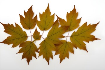 Fototapeta premium Autumn Vibes: Dry Leaves Isolated on White Background