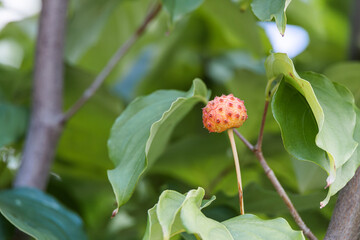 Red ripening kousa dogwood fruit. Cornus kousa