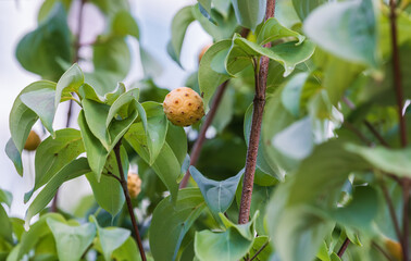 Unripe yellow kousa dogwood fruit. Cornus kousa