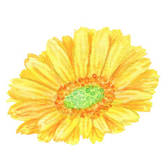 水彩絵の具で手描きした花：斜め：黄色いガーベラの花言葉は「究極美」「友情」贈り物として最適

